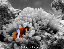 orange clownfish in a b/w world by Paola Pallocci 